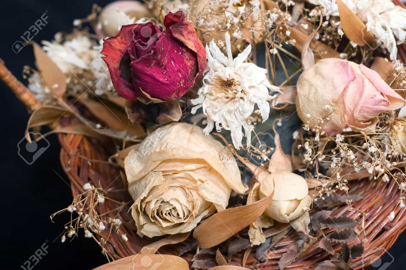 Flowers  will  die..