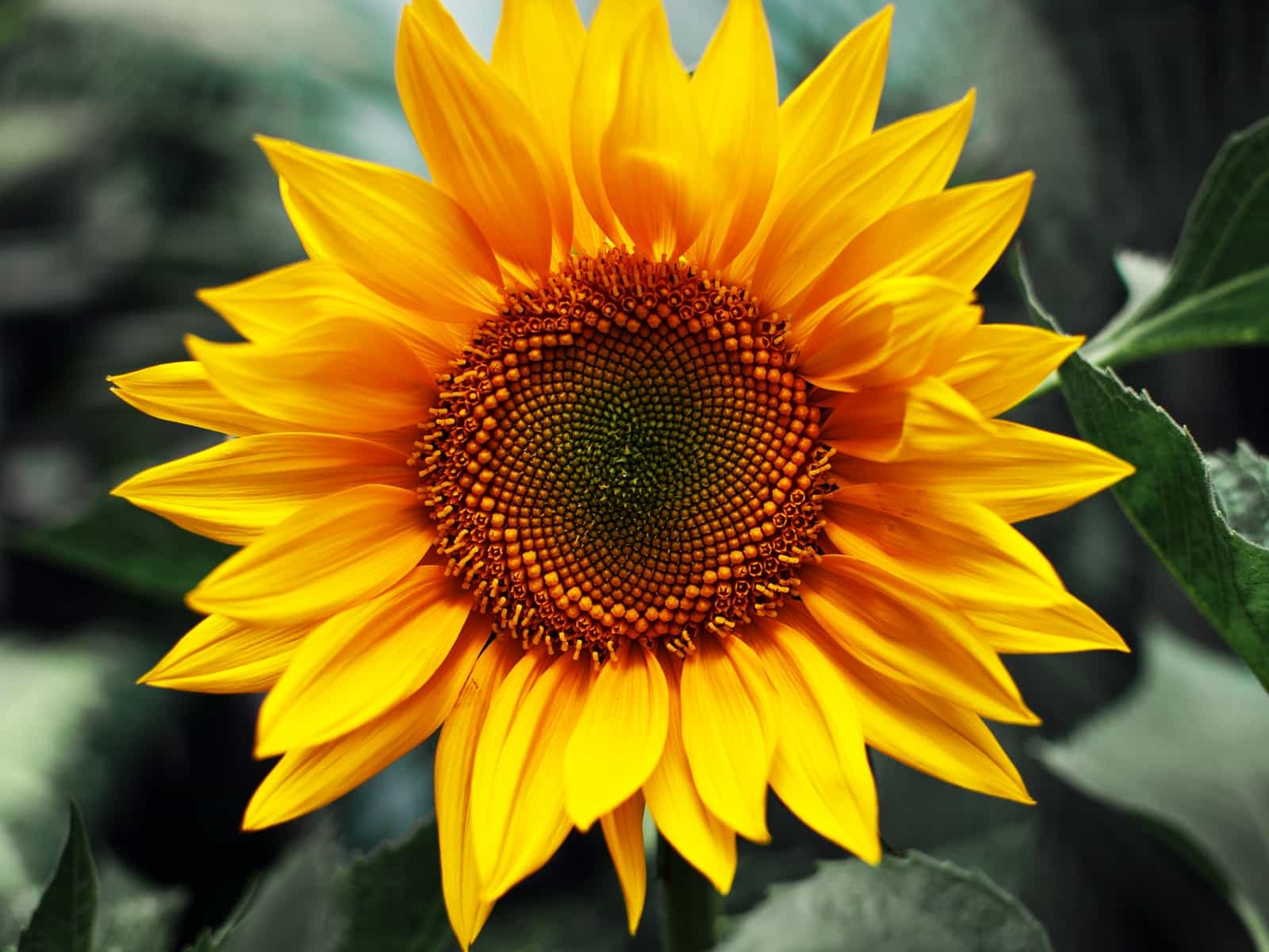 Sun