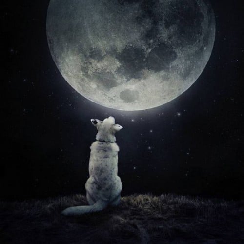 Moonlight